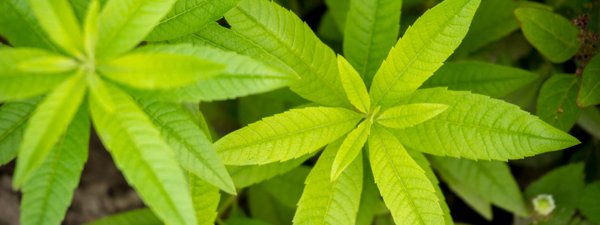 Lemon Verbena
